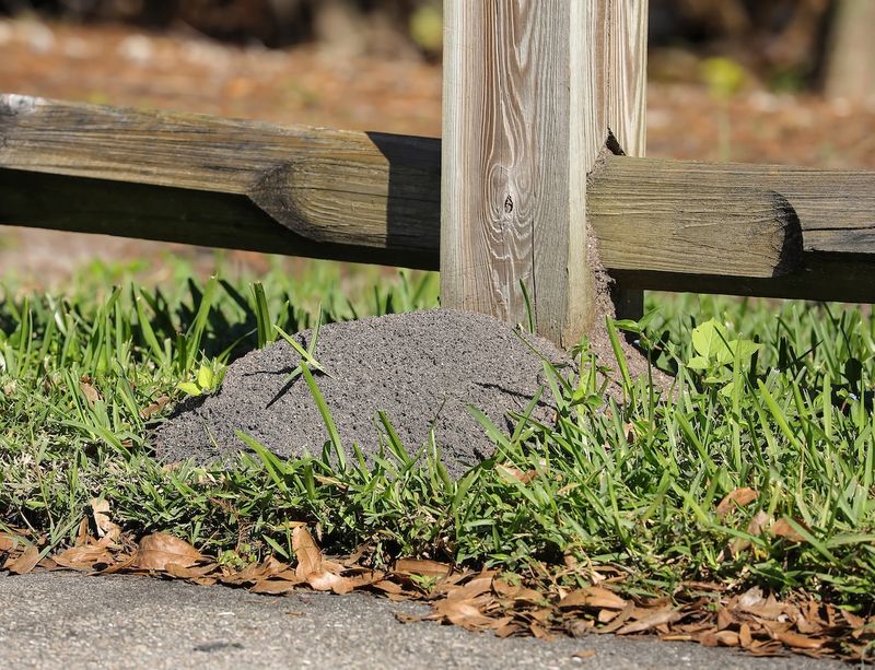 Get away from the mound and remove ants still on your skin