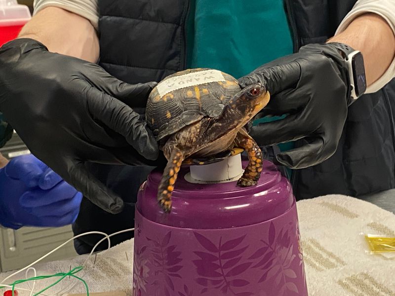 Get expert guidance for an injured or trapped turtle