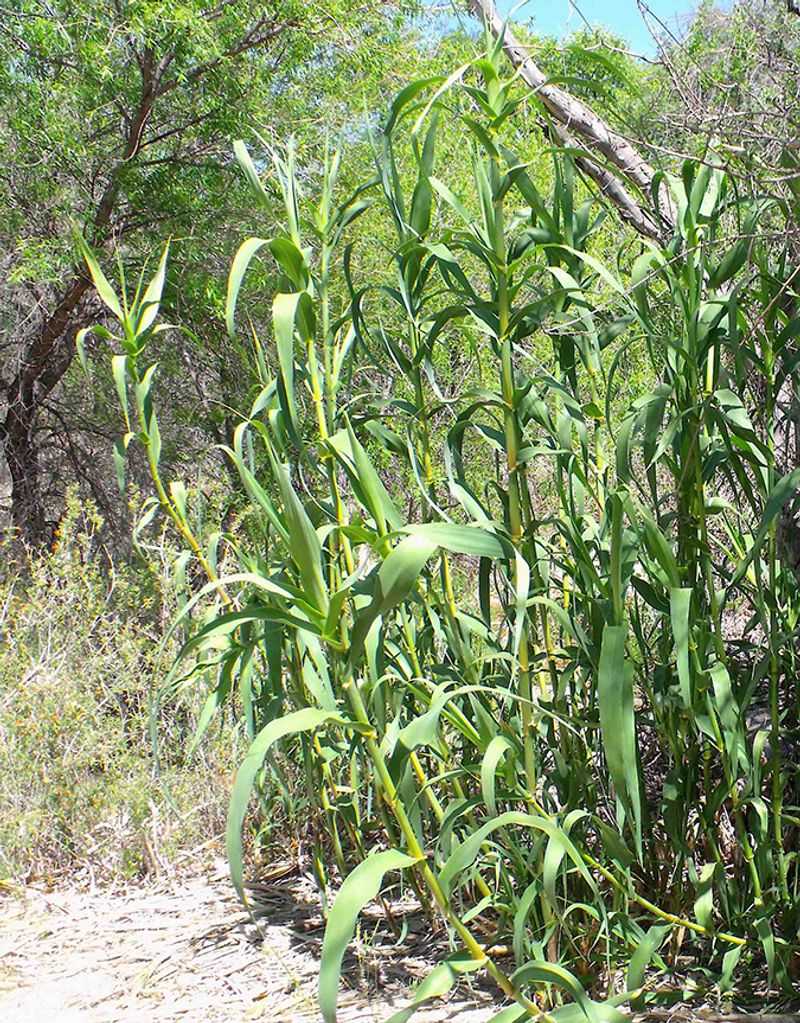 Giant Reed (Arundo)