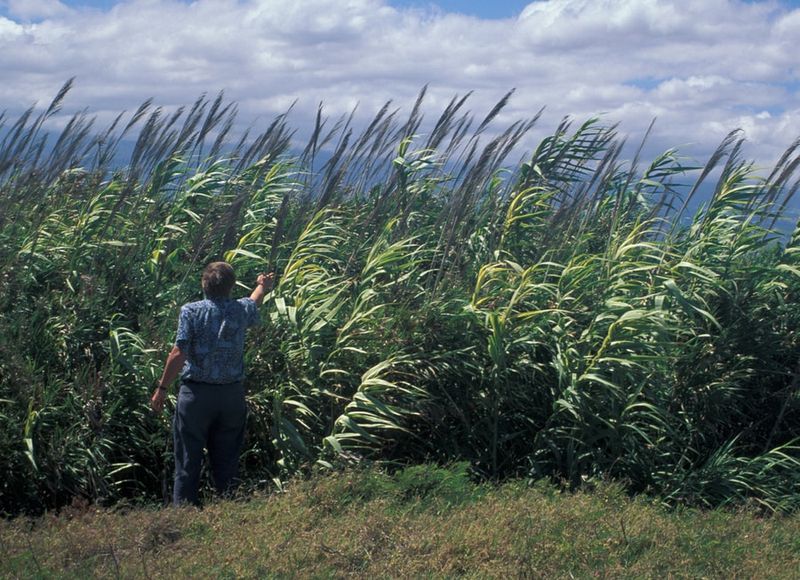 Giant Reed (Arundo)