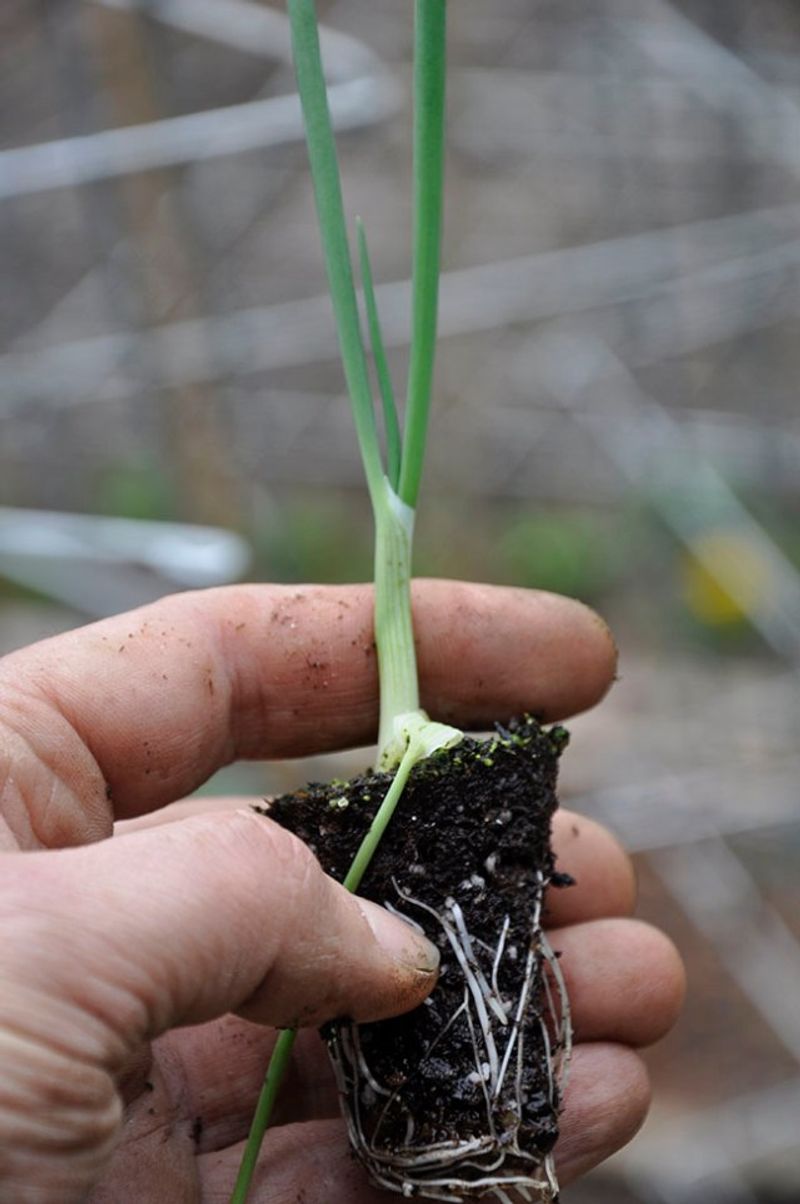 Give Plants Time to Grow Before Bulbing