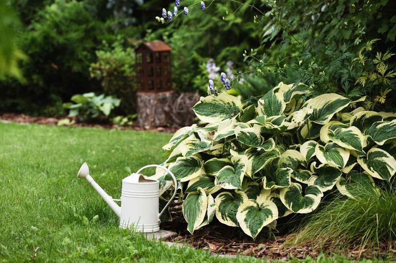Give Roots a Deep Drink and a Light Mulch