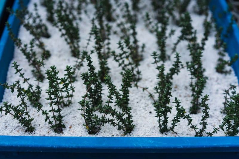 Give Sage and Thyme a Gritty Soil Start Give Sage and Thyme a Gritty Soil Start