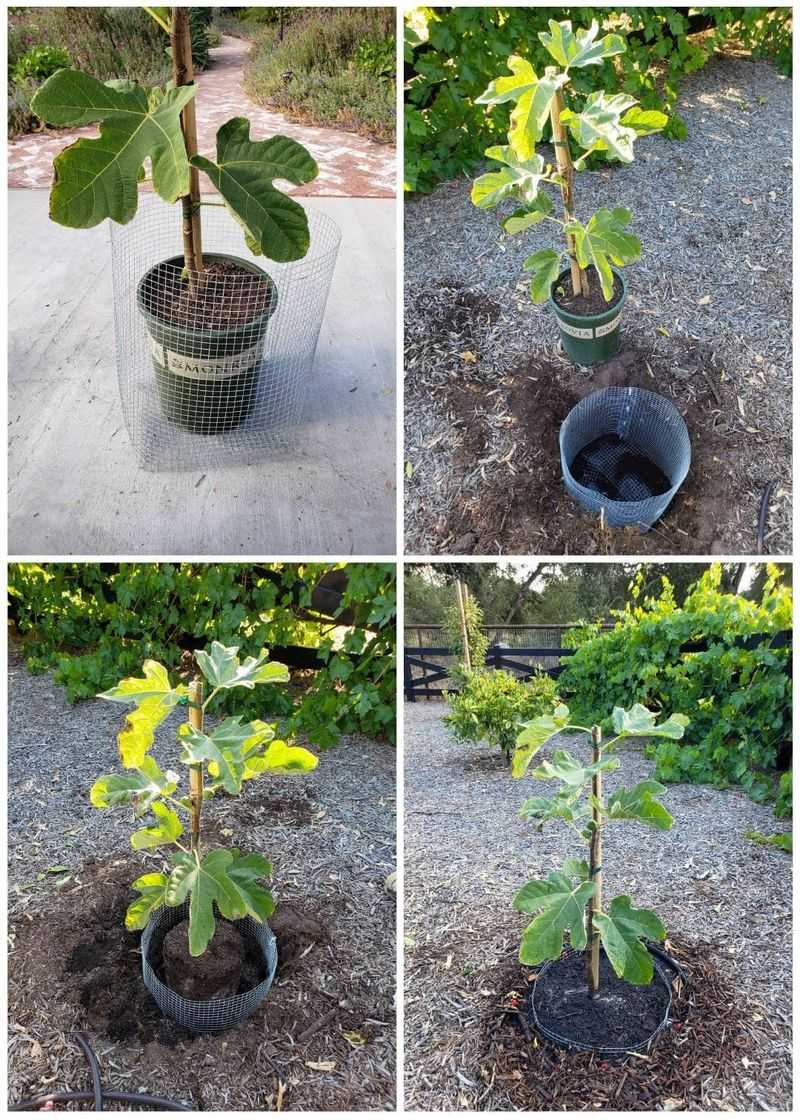Give Young Trees Time to Mature Give Young Trees Time to Mature