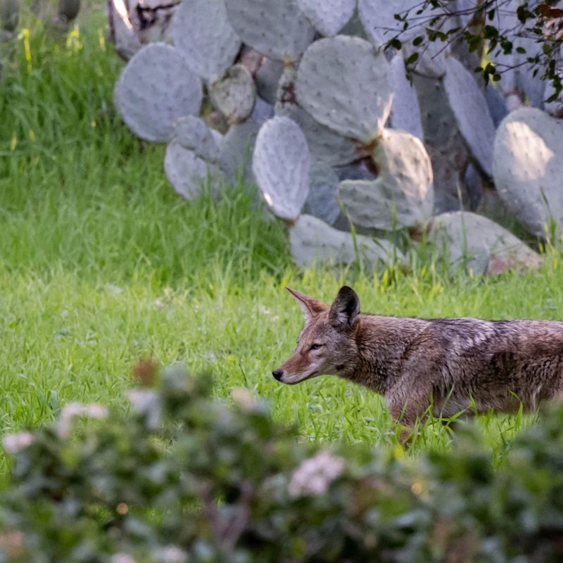 Give a coyote room to leave