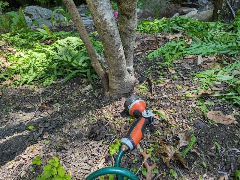 Give a dry root zone a slow, thorough soak