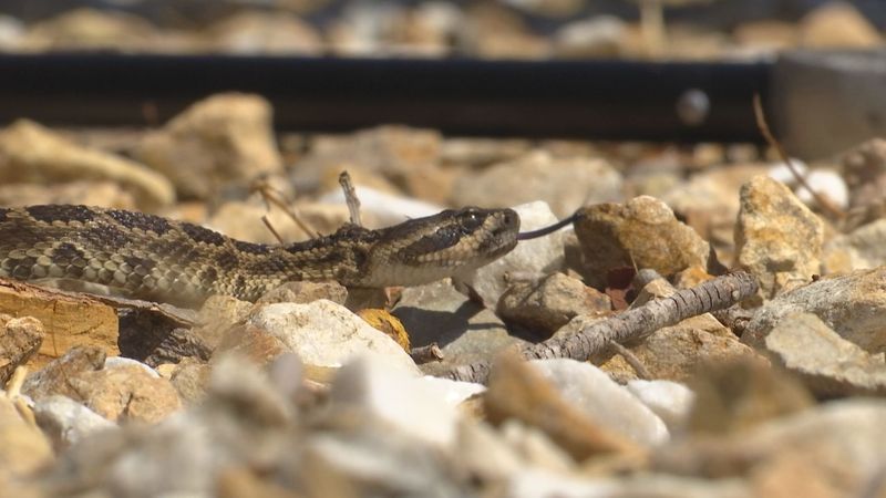 Give a snake space and avoid a quick identification Give a snake space and avoid a quick identification