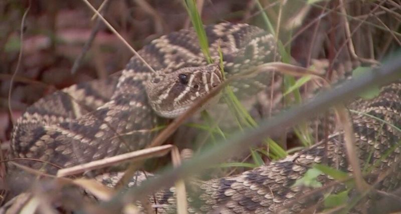 Give a spotted snake space