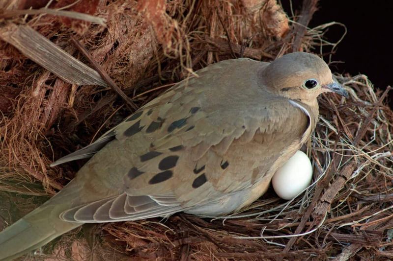 Give active nests and unwell birds space