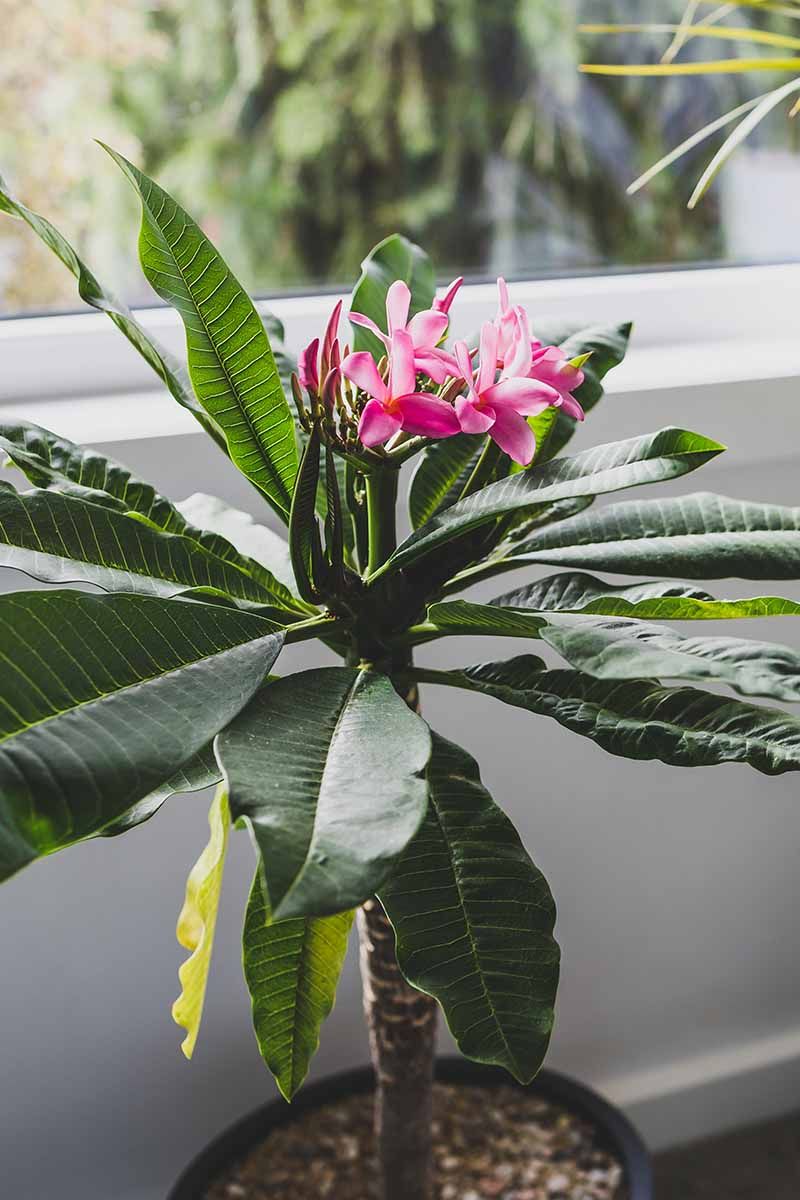 Give actively growing indoor plants light and less water Give actively growing indoor plants light and less water