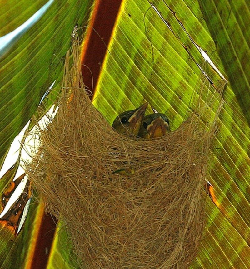 Give an active nest space and postpone nearby work