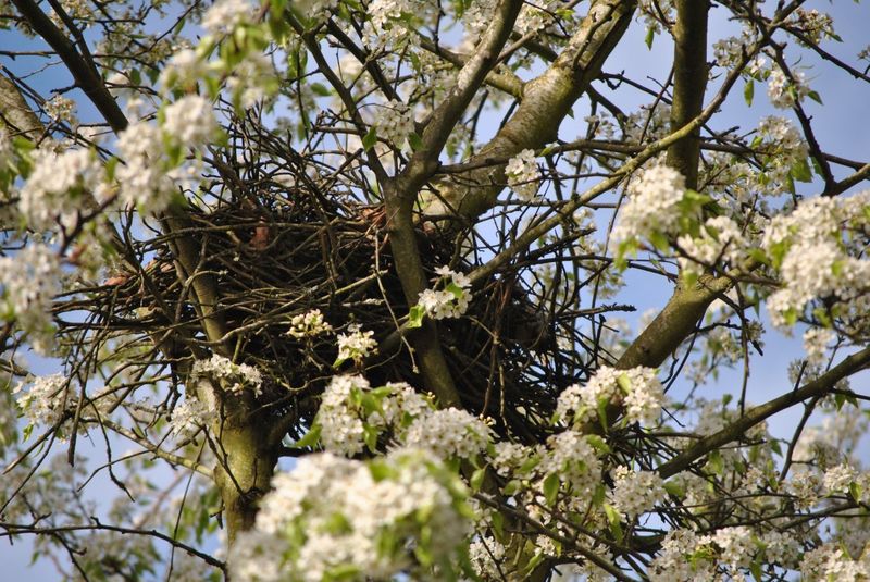 Give an active nest space Give an active nest space