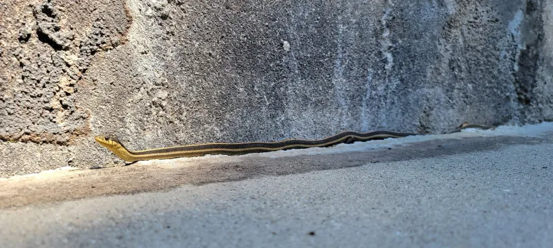 Give an unidentified snake space