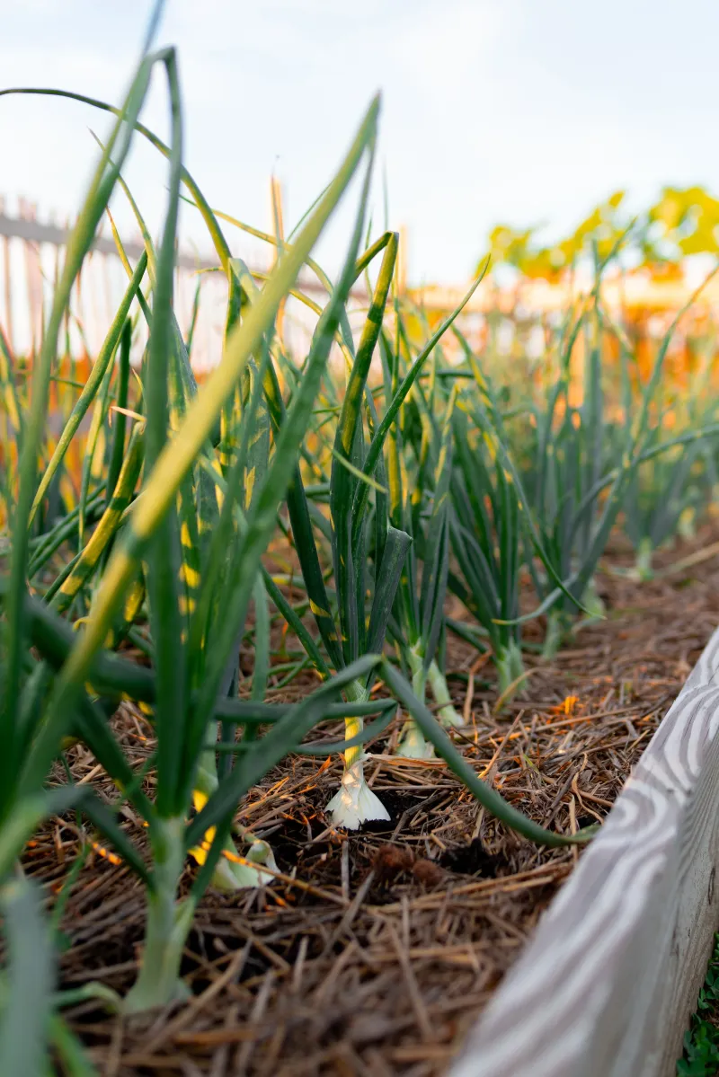 Give bulb onions suitable conditions and time Give bulb onions suitable conditions and time