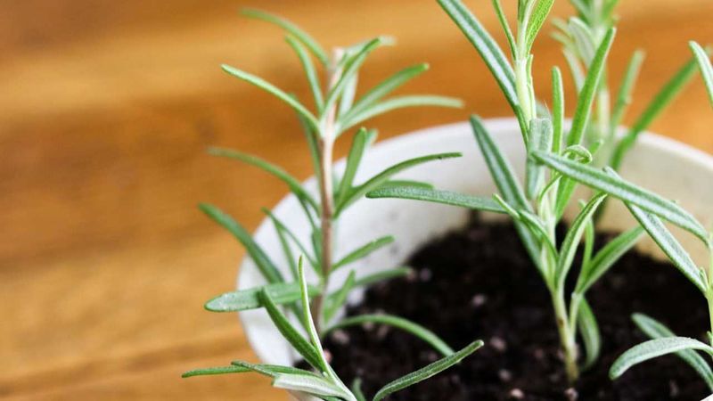 Give covered cuttings bright, sheltered light Give covered cuttings bright, sheltered light