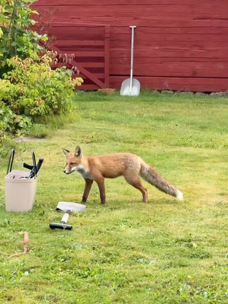 Give foxes space and respond to warning signs