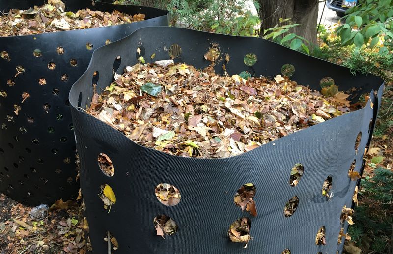 Give fresh leaves time to break down