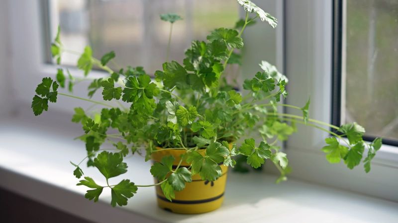 Give parsley a cool, bright indoor location