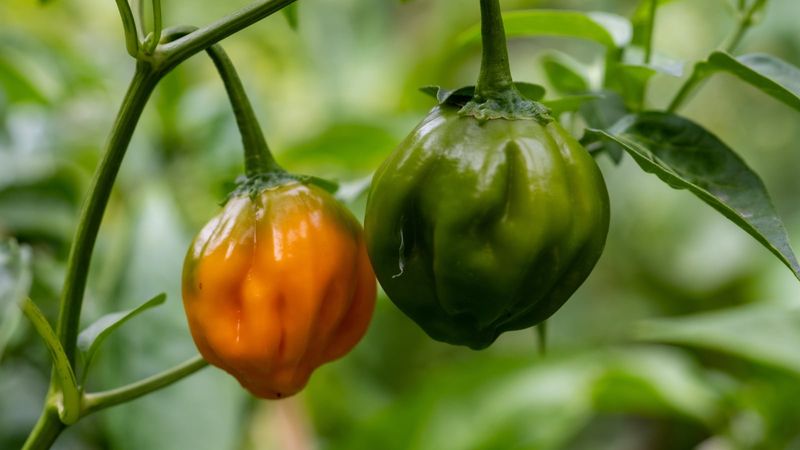 Give promising fruit the warm time it needs