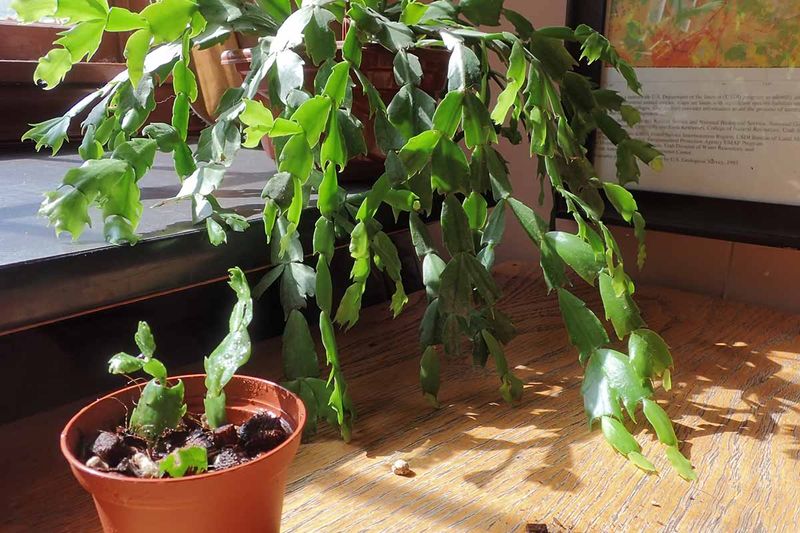Give roots time before potting up Give roots time before potting up