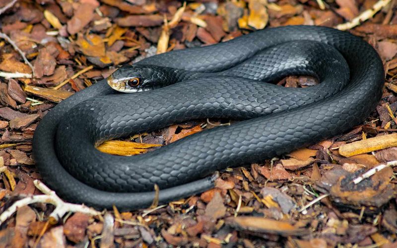 Give snakes space and get help when needed Give snakes space and get help when needed