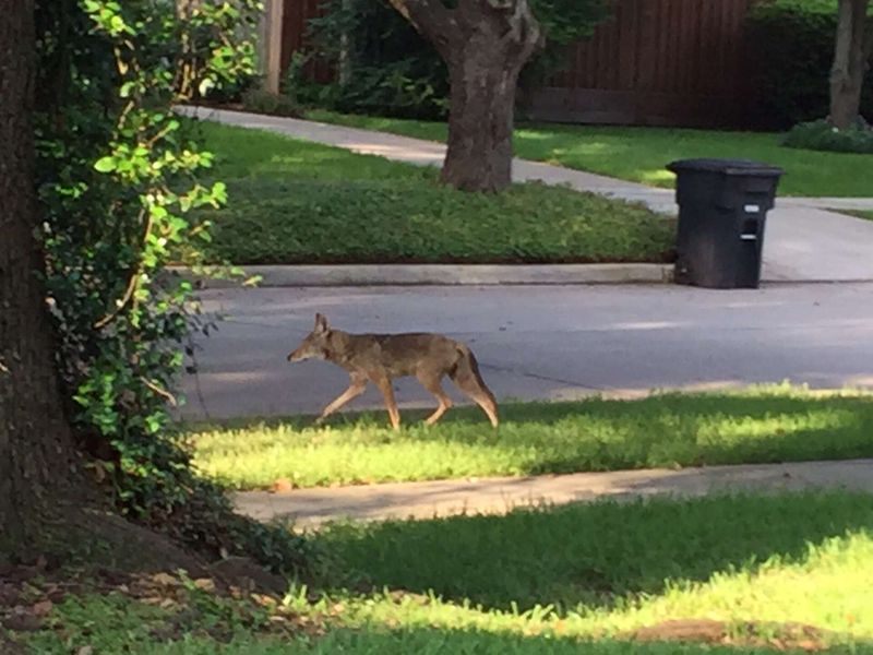 Give the coyote space and a way to leave Give the coyote space and a way to leave