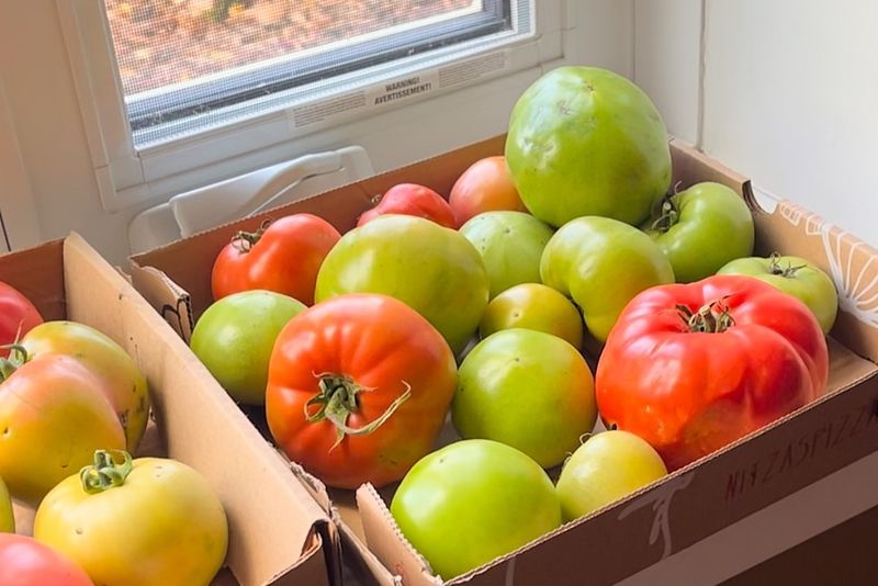 Give the fruit warmth and room to ripen