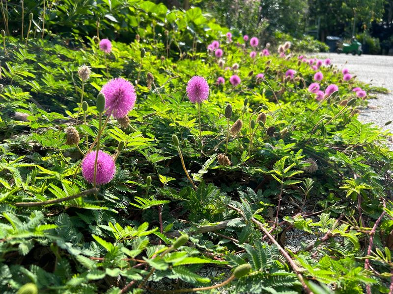 Give the groundcover time and care to establish
