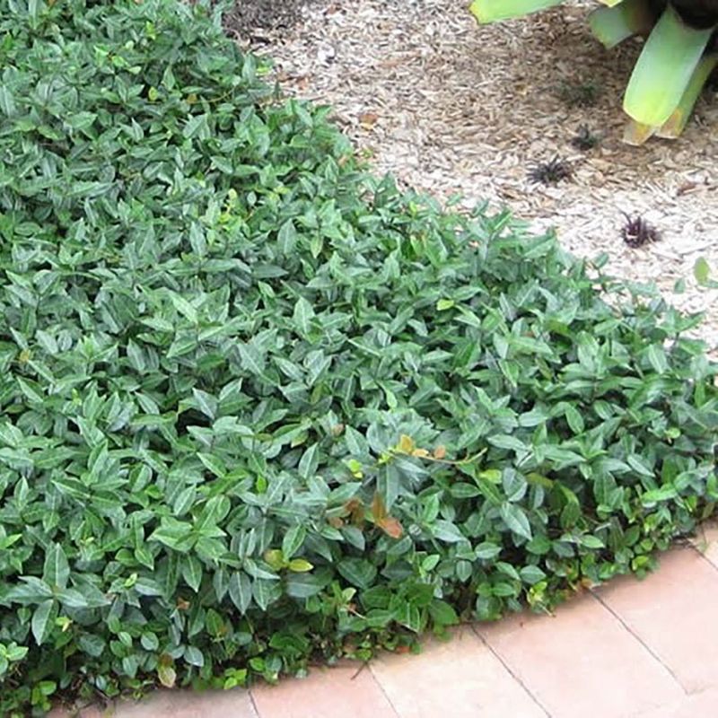 Give the groundcover time to fill in Give the groundcover time to fill in