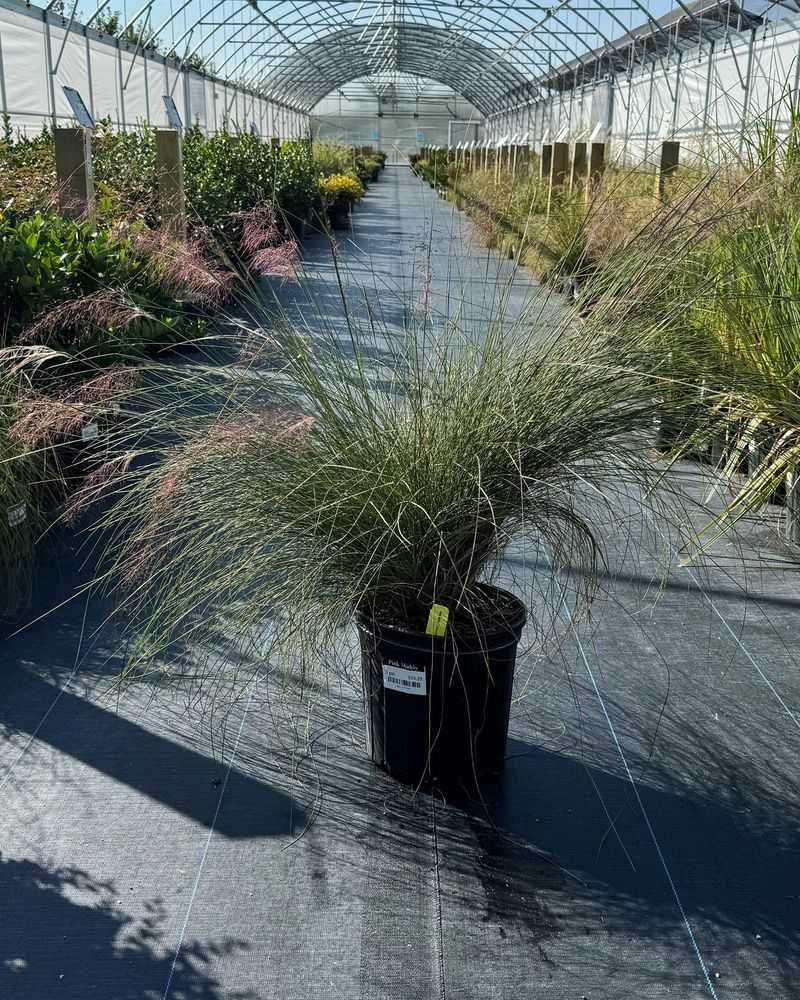 Give the new plant space and moisture as it establishes