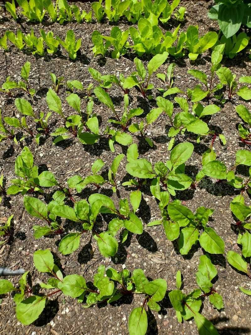 Give the next sowing room to develop