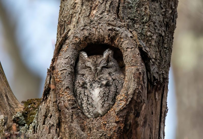 Give the owl space and reduce avoidable risks Give the owl space and reduce avoidable risks