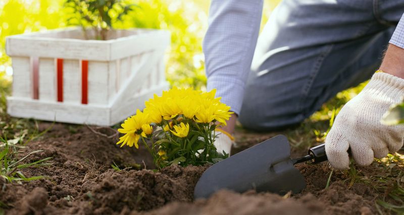 Give the plant time and a suitable site Give the plant time and a suitable site