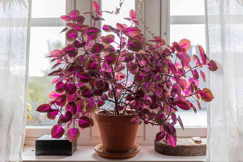 Give the potted cutting suitable indoor conditions
