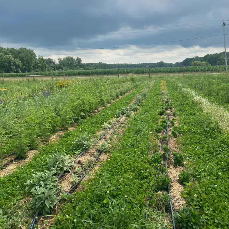 Give the seed shallow, firm soil contact