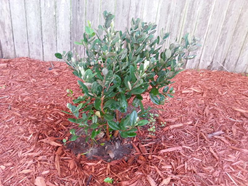 Give the shrub room, drainage, and a suitable Central Florida site