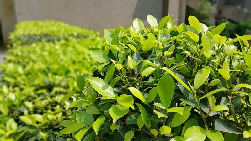 Give the shrub room to grow