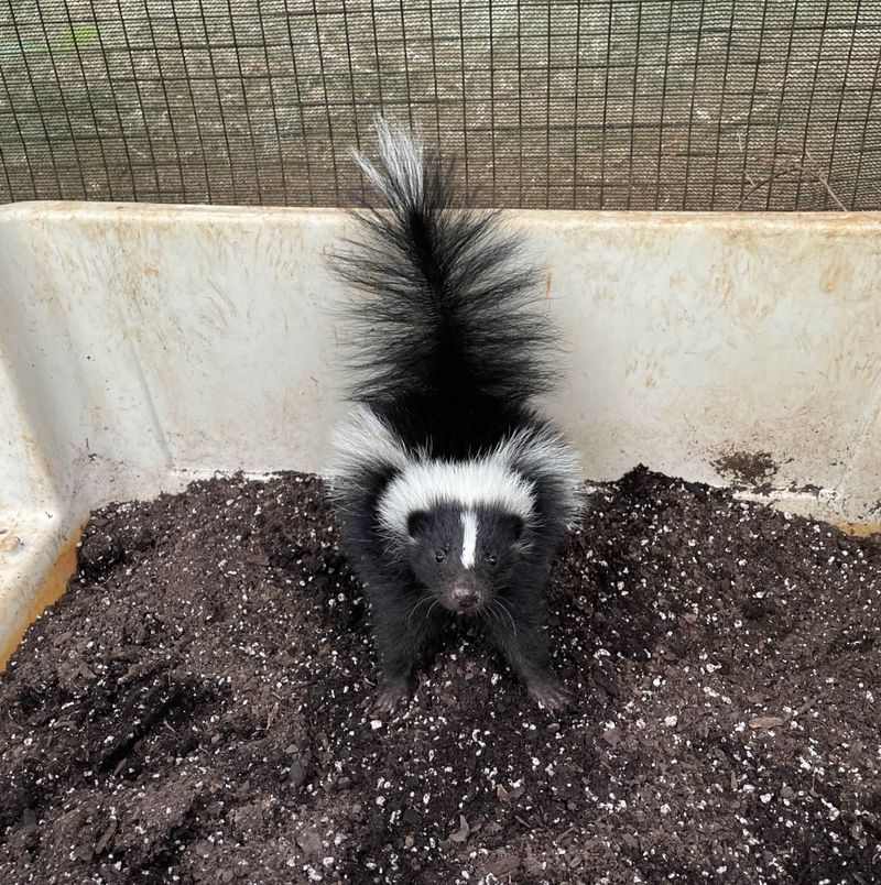 Give the skunk space, especially when it signals distress