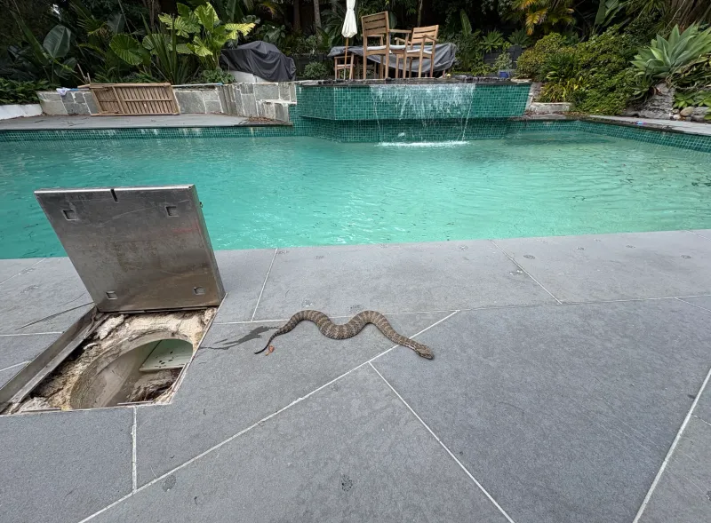 Give the snake room, on the deck or in the pool