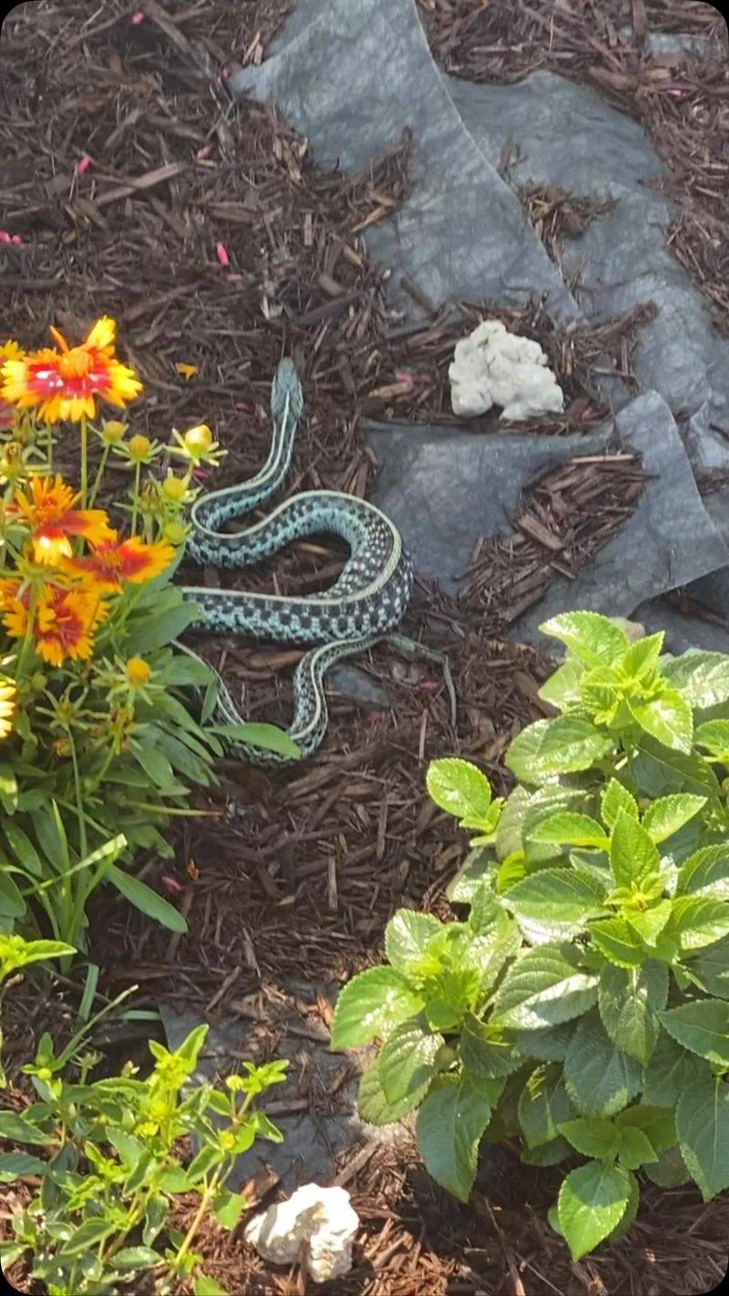 Give the snake space and manage slugs directly