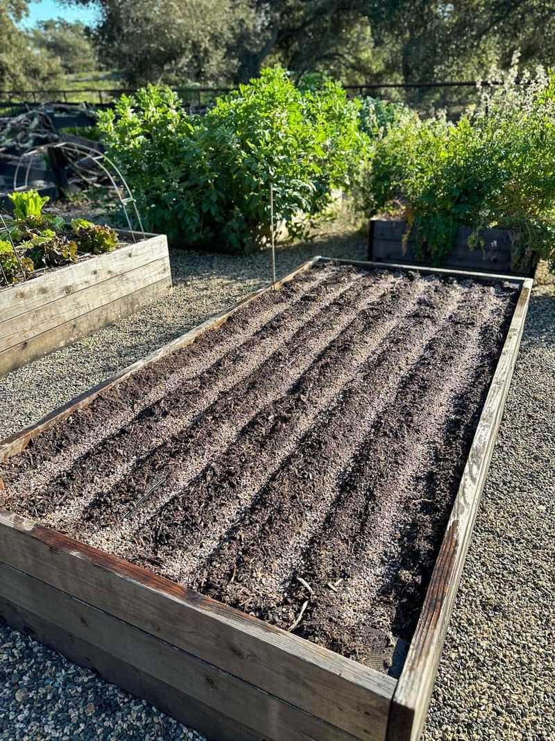 Give the taproot deep, loose soil to grow through