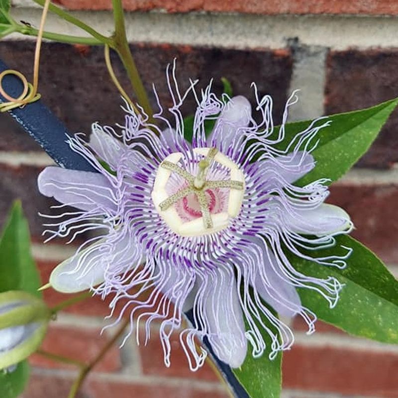 Give the tendrils support and choose a suitable site