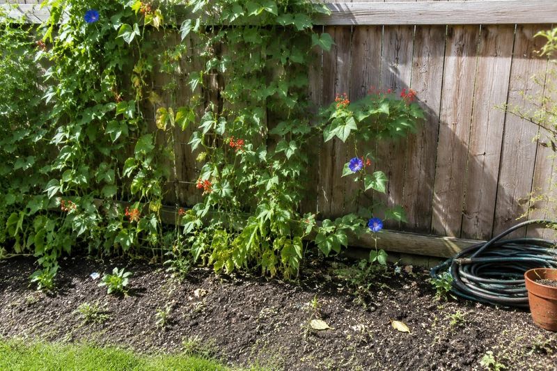 Give the vine room, sun, and a graspable support