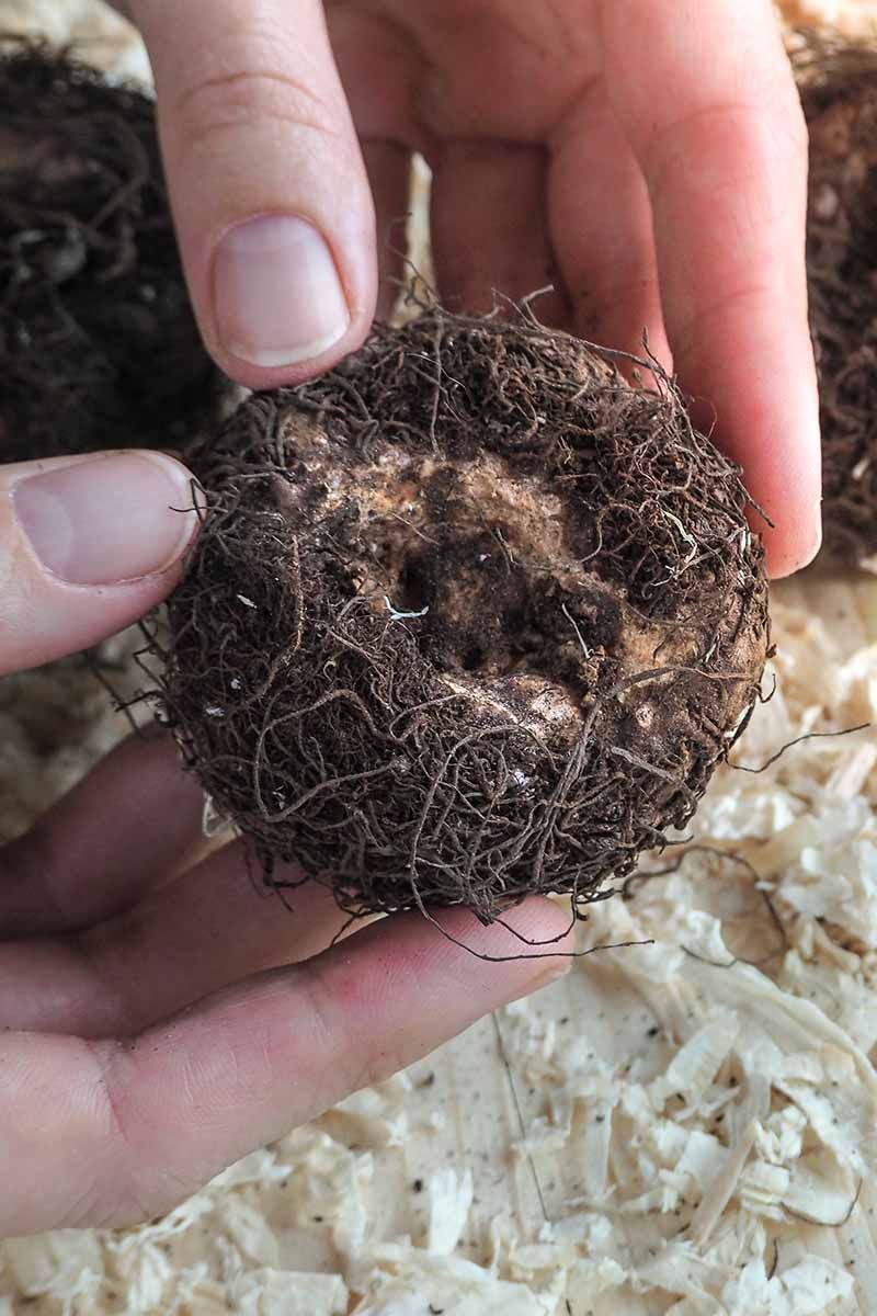 Give tuberous begonias a winter rest