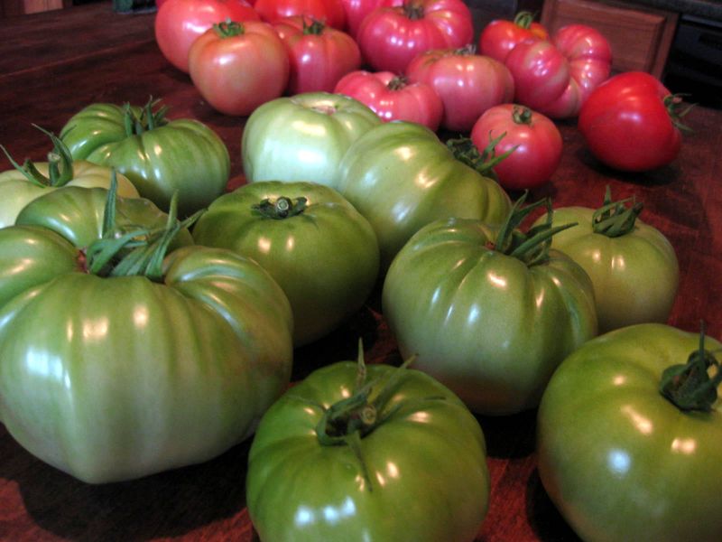 Glossy, well-developed fruit has the better chance