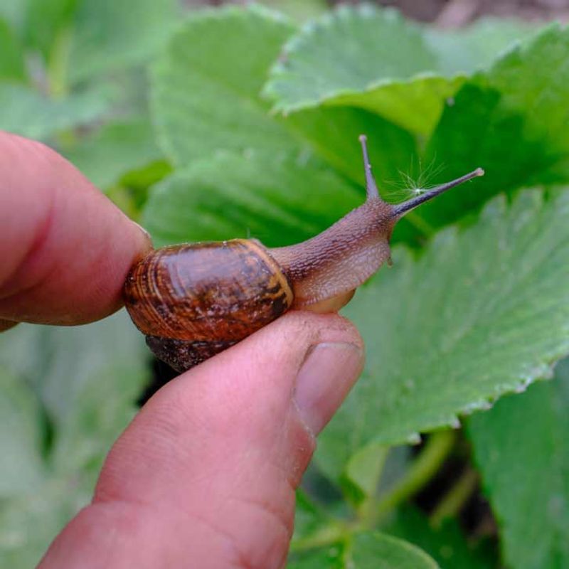 Go on a Nighttime Slug Hunt Go on a Nighttime Slug Hunt