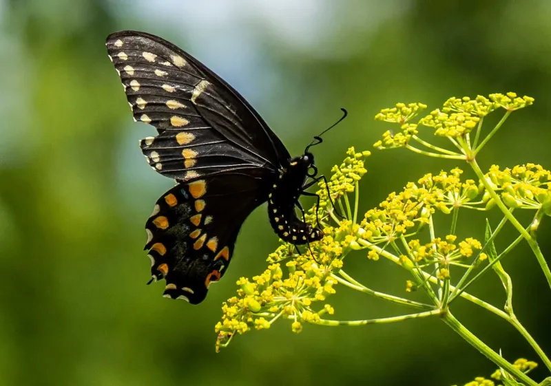 Golden Alexanders supports beneficial insects, not aphid removal