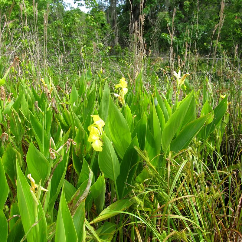 Golden Canna