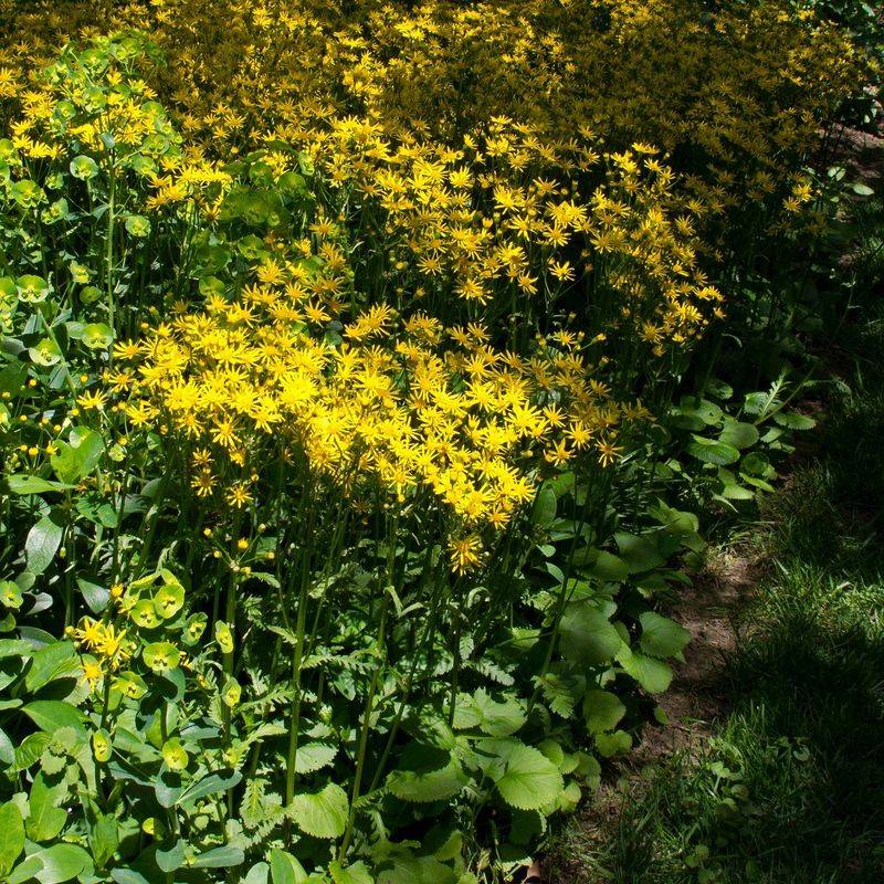Golden Ragwort (Packera aurea) Golden Ragwort (Packera aurea)