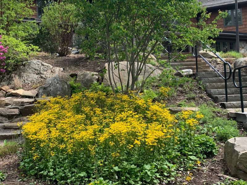 Golden Ragwort